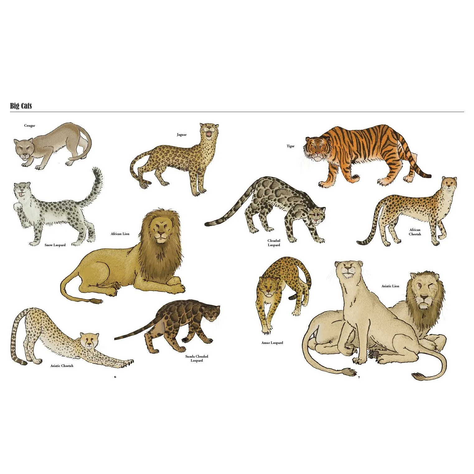 Big Cats, Little Cats: A Visual Guide To The World's Cats
