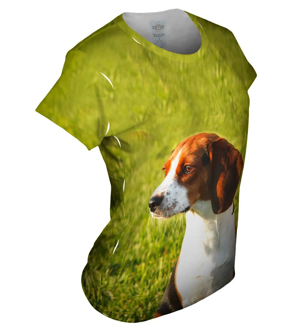 Brown Eared Beagle Regal