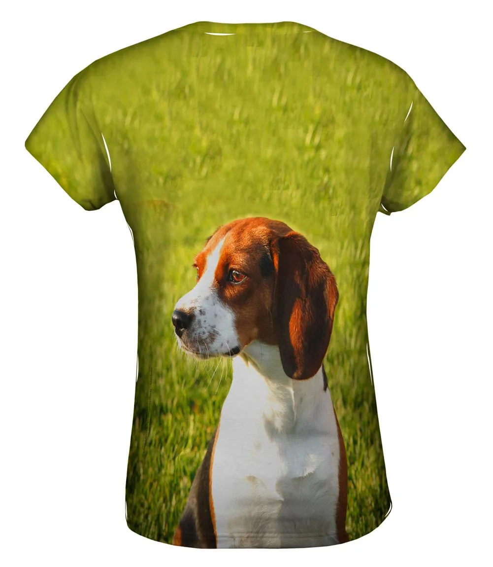Brown Eared Beagle Regal