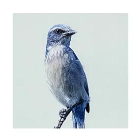 ECC Elegant  Framed Print of Florida Scrub Jay