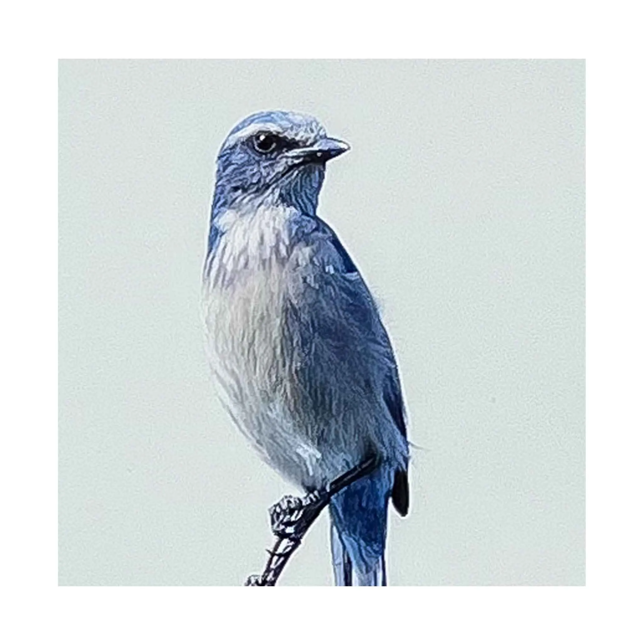 ECC Elegant  Framed Print of Florida Scrub Jay