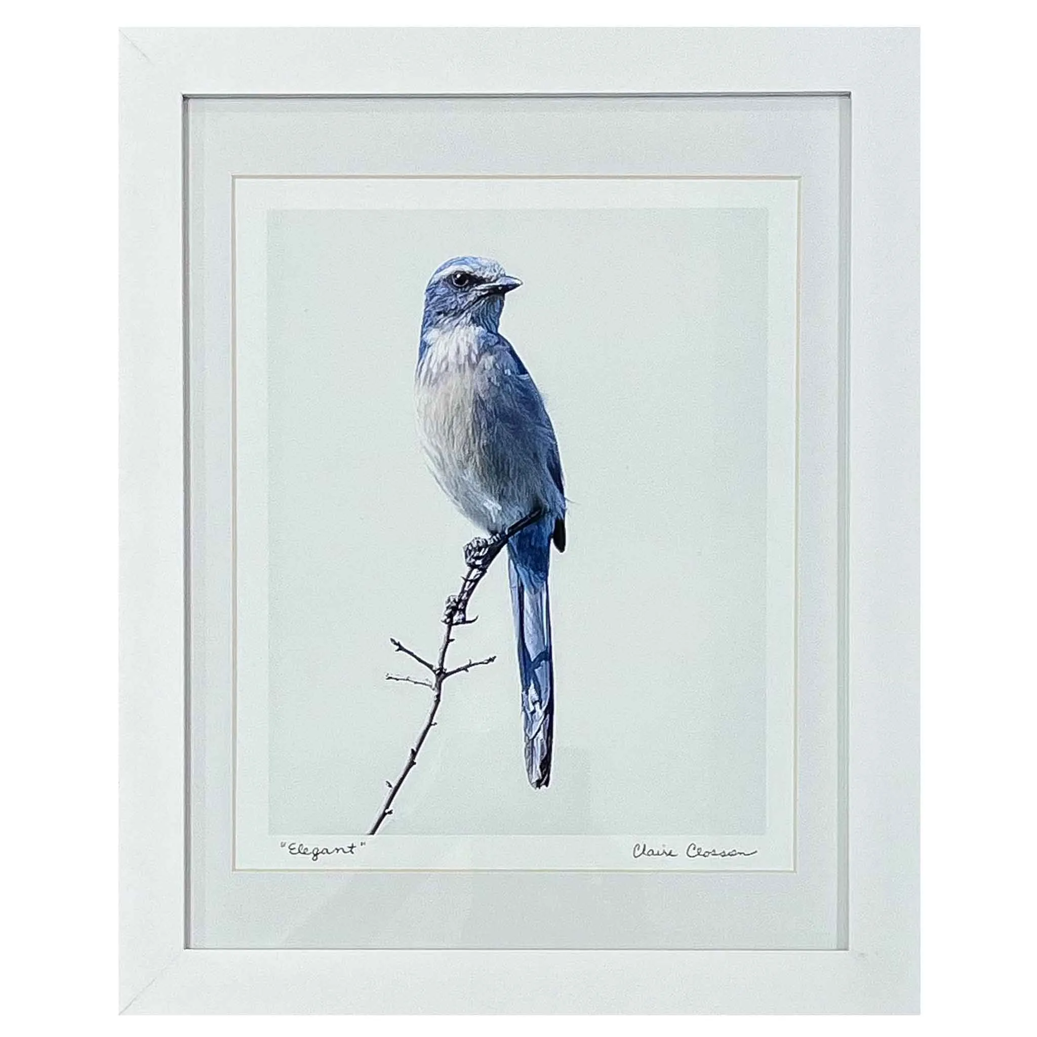 ECC Elegant  Framed Print of Florida Scrub Jay